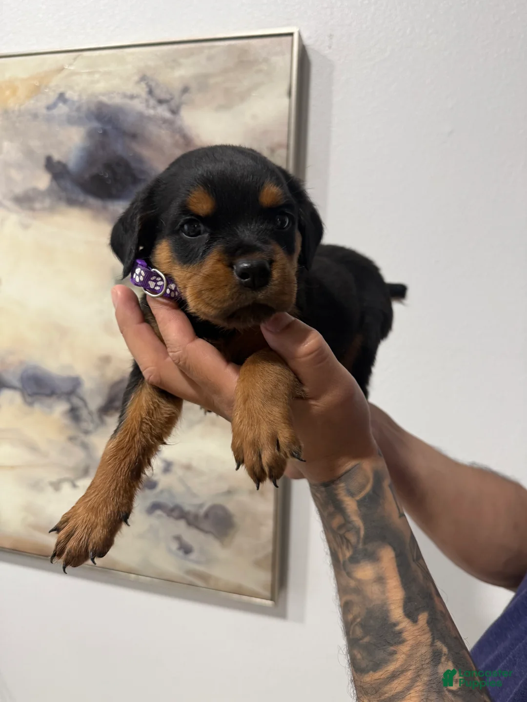 Rottweiler dogs for sale: Rottweiler Purple - Ad 2