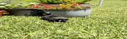 Mixed Breed dogs for sale: Savannah - Ad 16