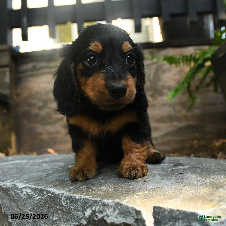 Miniature Dachshund dogs Clyde - Ad 2