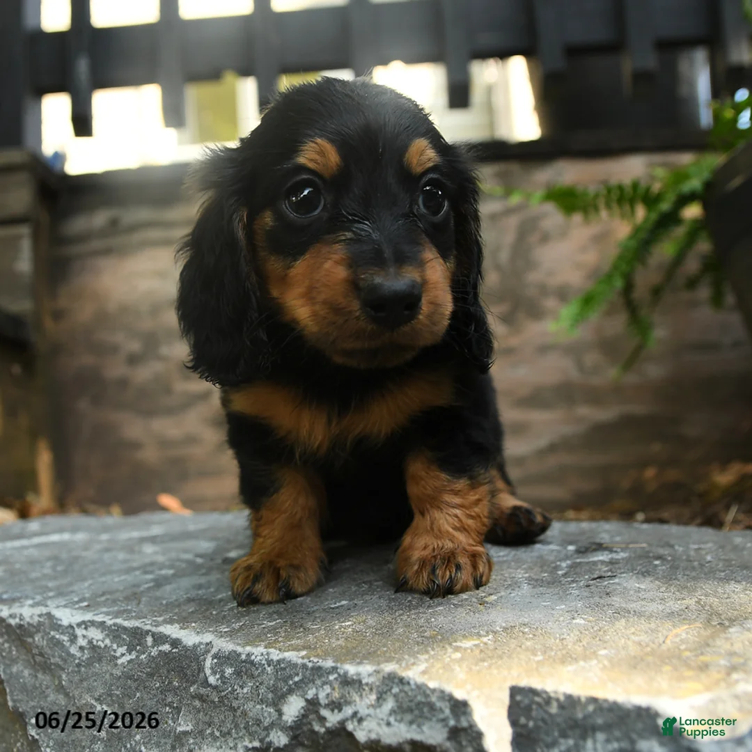 Miniature Dachshund dogs for sale: Clyde - Ad 2