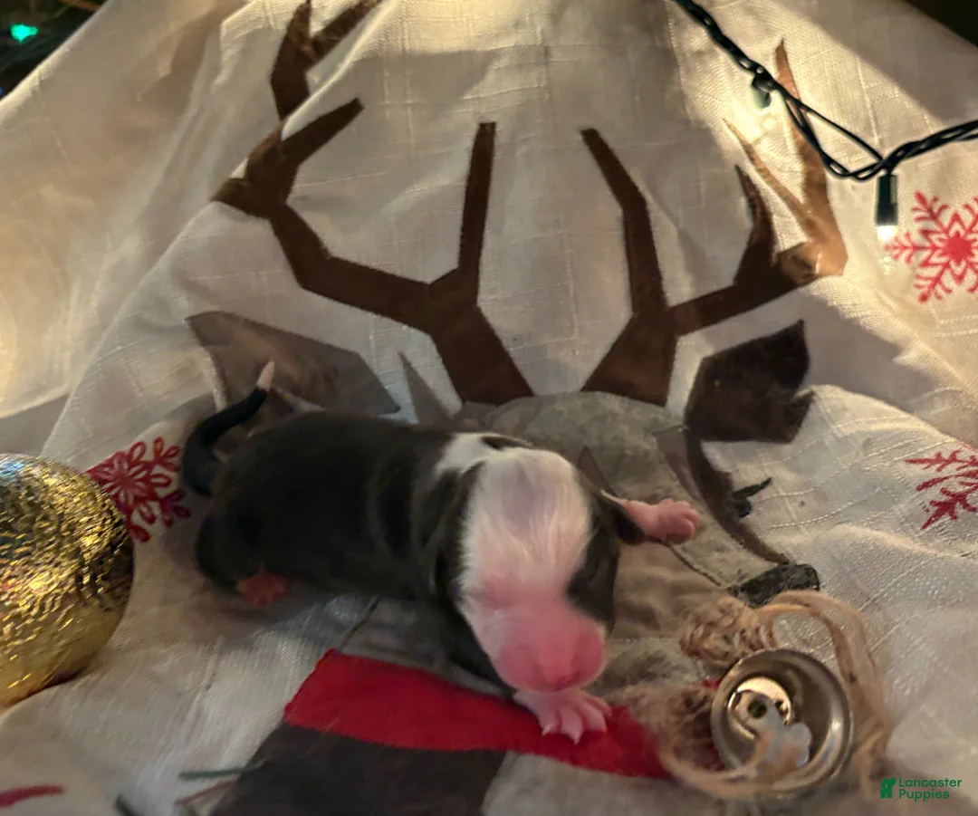 Mixed Breed dogs for sale: Mixed Breed Puppy 3 - Ad 8