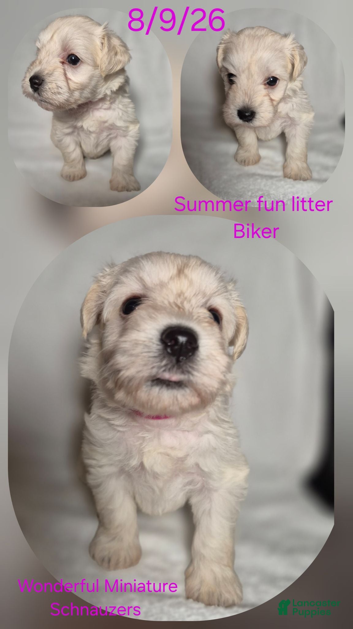 Miniature Schnauzer dogs Miniature Schnauzer 5 - Ad 1