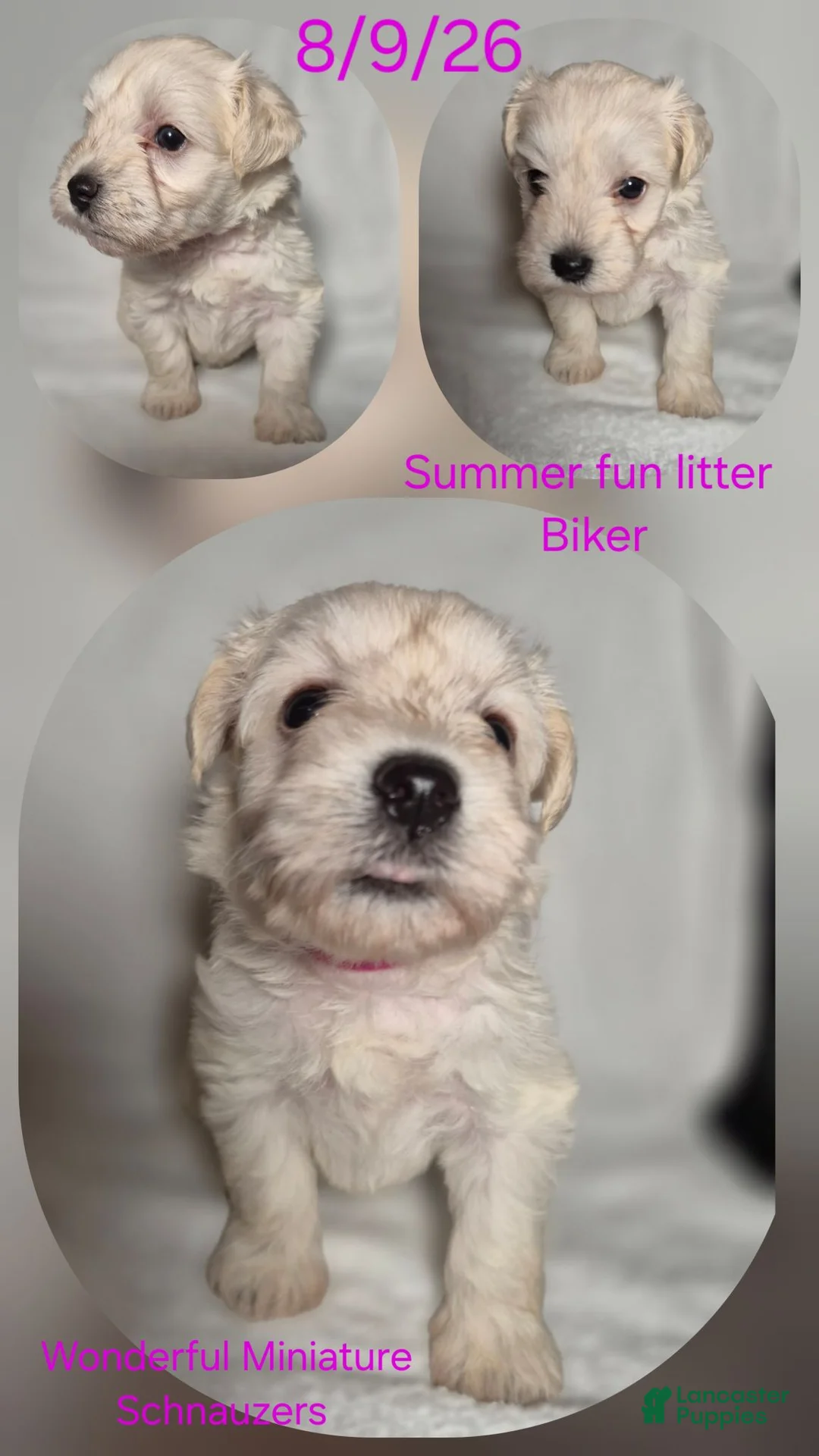 Miniature Schnauzer dogs for sale: Miniature Schnauzer 5 - Ad 1
