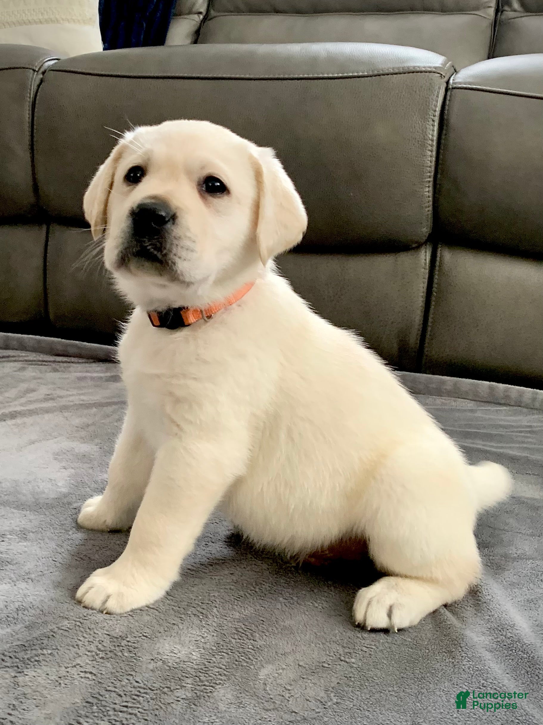 Labrador Retriever dogs for sale: Bentley  - Ad 2