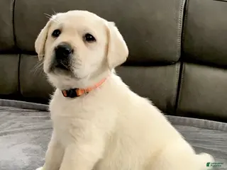 Labrador Retriever dogs Bentley - Ad 10