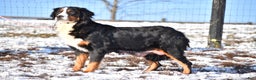 Bernese Mountain Dog dogs for sale: Rowdy - Ad 13