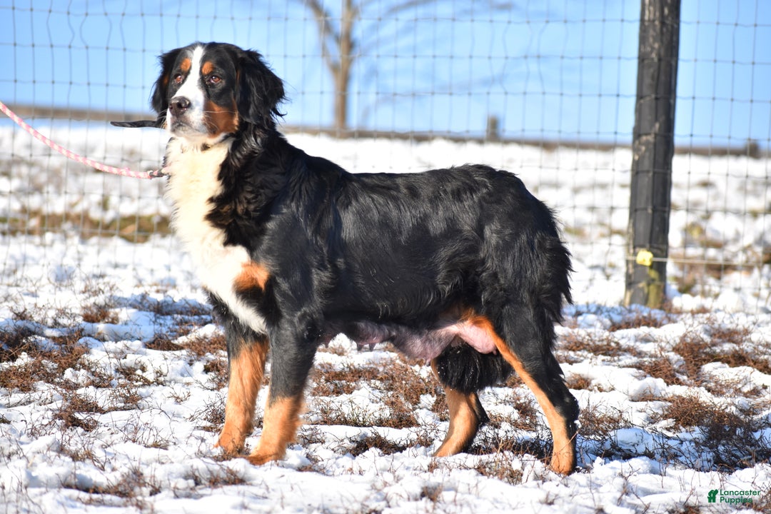 Bernese Mountain Dog dogs for sale: Rowdy - Ad 13