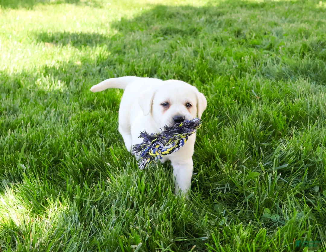 Labrador Retriever dogs for sale: Percival  - Ad 2