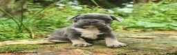 French Bulldog dogs for sale: Angel - Ad 7