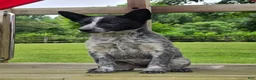 Mixed Breed dogs for sale: Cali - Ad 3