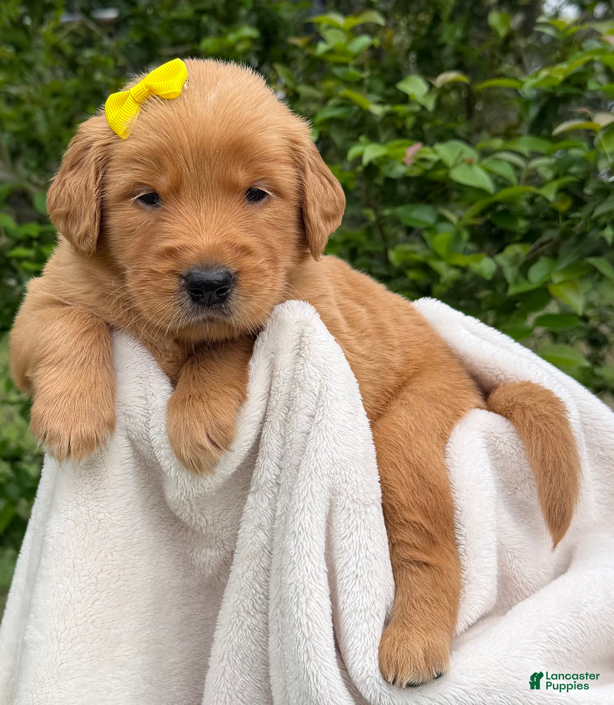 Golden Retriever dogs Red Golden Ms. Yellow - Ad 1