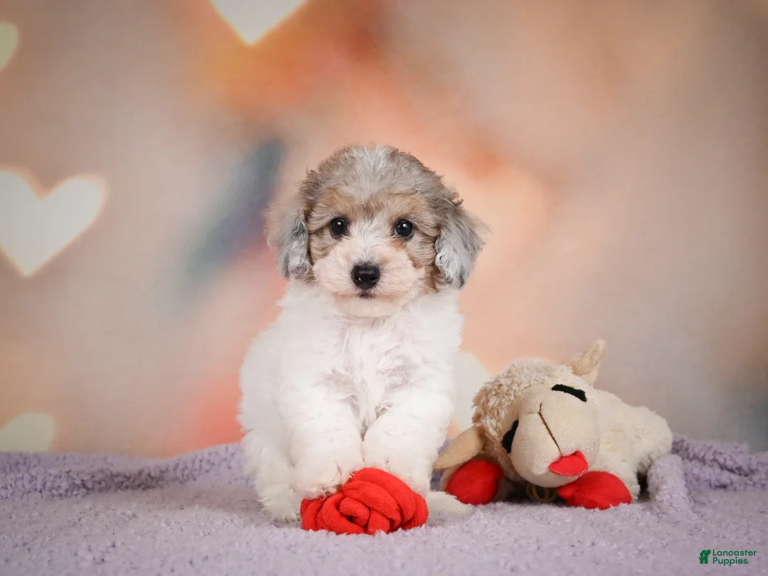 Maltipoo dogs for sale: Jasper - Ad 15