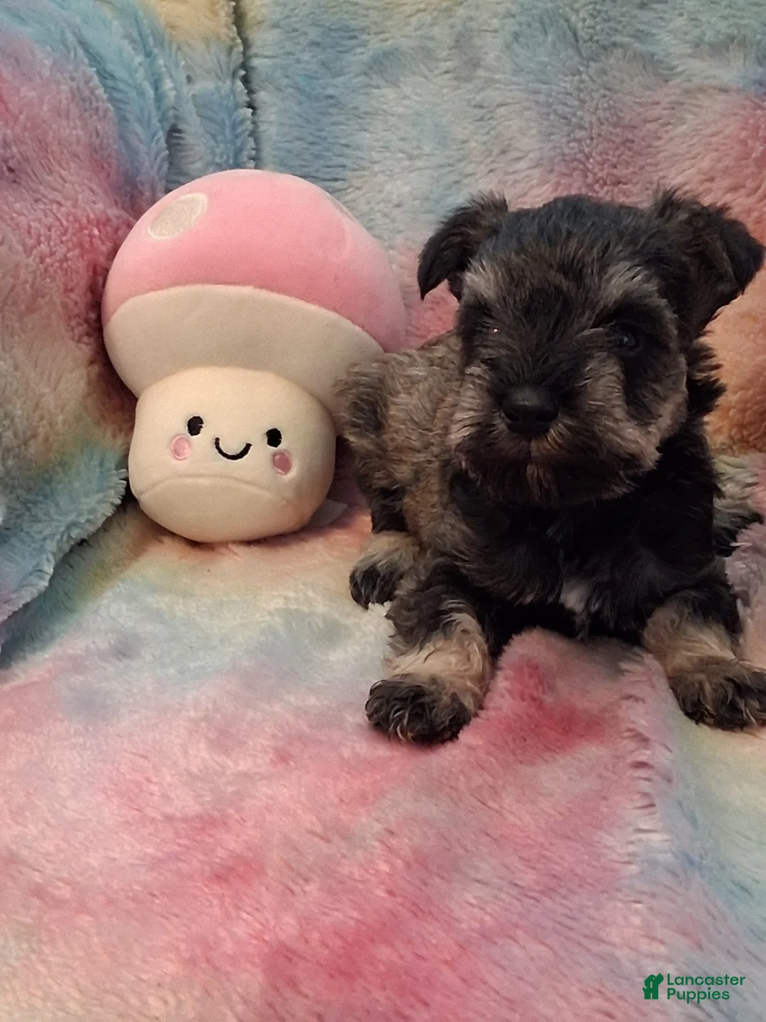 Miniature Schnauzer dogs for sale: Tiramisu AKC Mini Schnauzer - Ad 1