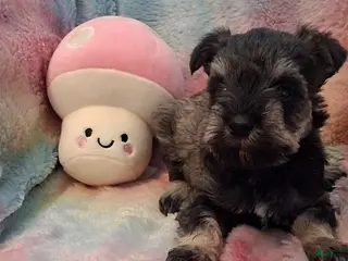 Miniature Schnauzer dogs Tiramisu AKC Mini Schnauzer - Ad 5