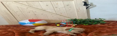 Golden Retriever 4/ maple