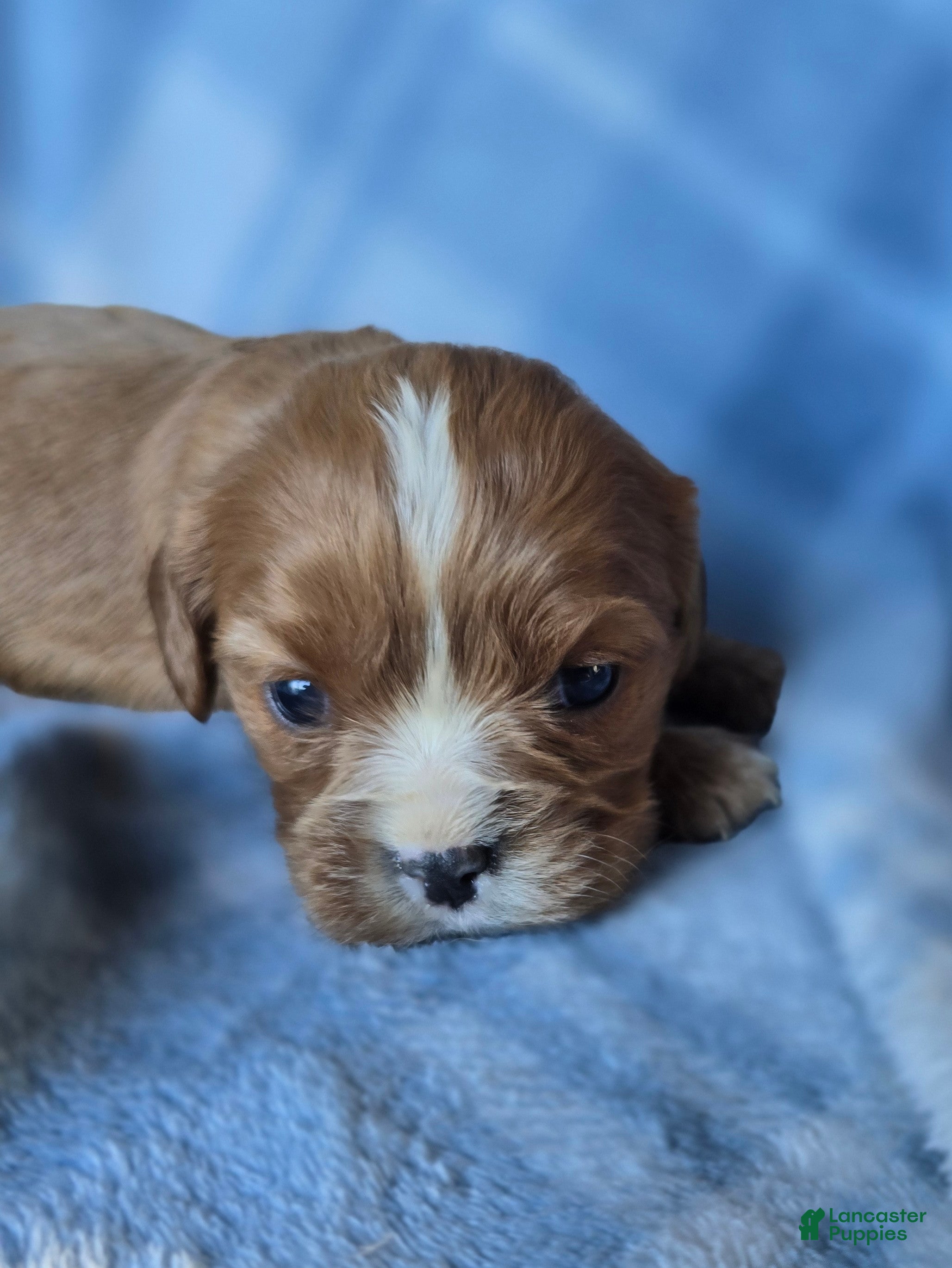 Cavalier King Charles Spaniel dogs Molly - Ad 29