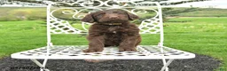 Labradoodle dogs for sale: April - Ad 1