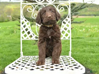 Labradoodle dogs for sale: April - Ad 2