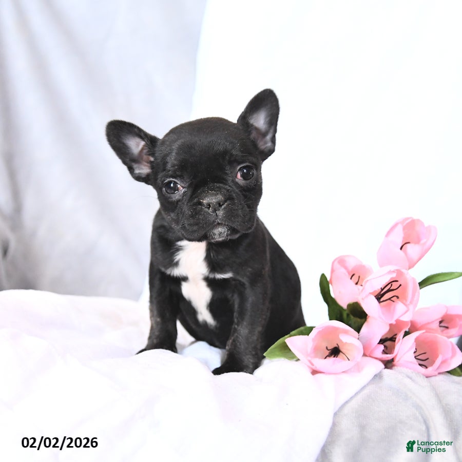 Frenchton dogs Sunflower - Ad 2