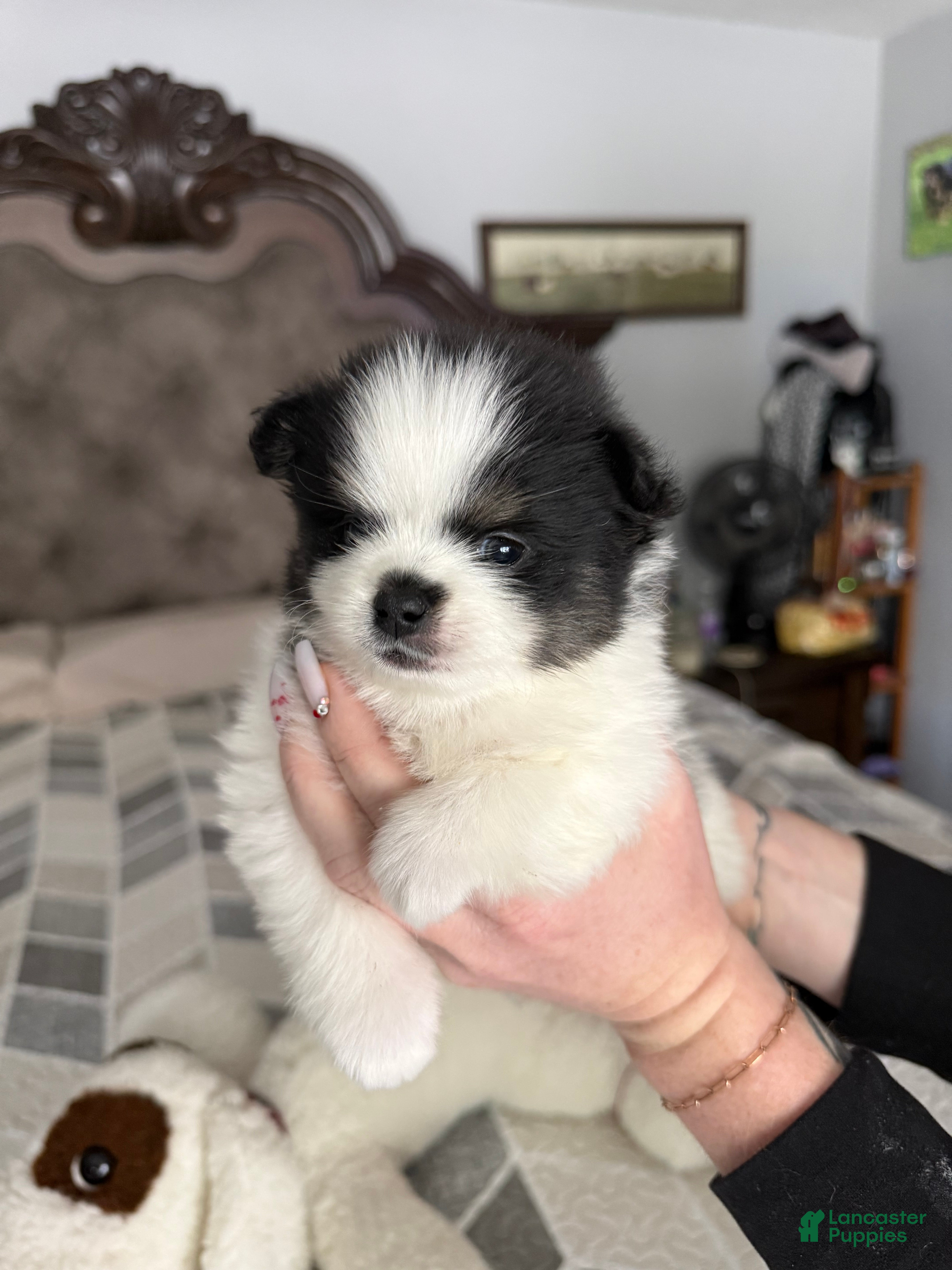 Pomeranian dogs Leo - Ad 2