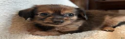 Chiweenie dogs for sale: Benny - Ad 7