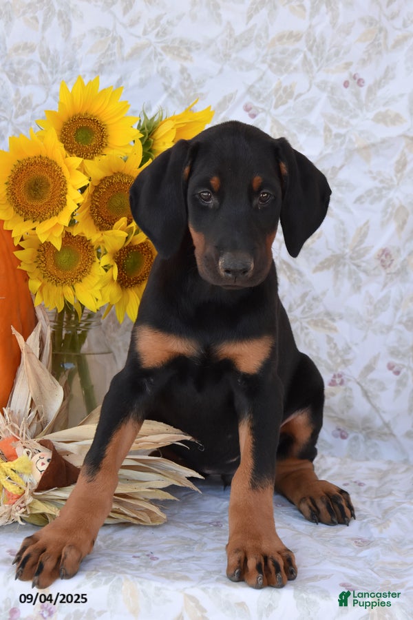 Doberman Pinscher dogs Kora - Ad 6