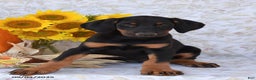 Doberman Pinscher dogs for sale: Kora - Ad 1