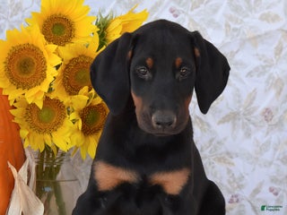 Doberman Pinscher dogs Kora - Ad 24