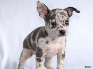 Chihuahua dogs - Ad 20