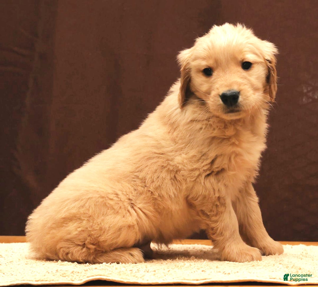Golden Retriever dogs for sale: Dewy - Ad 8