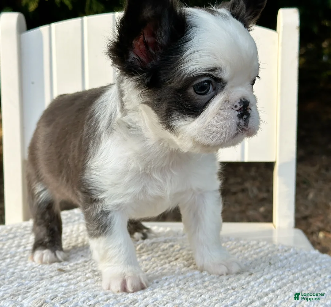 French Bulldog dogs for sale: Karina-Full Fluffy Panda Husky - Ad 3
