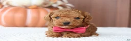 Toy Poodle dogs for sale: Ginger - Ad 3