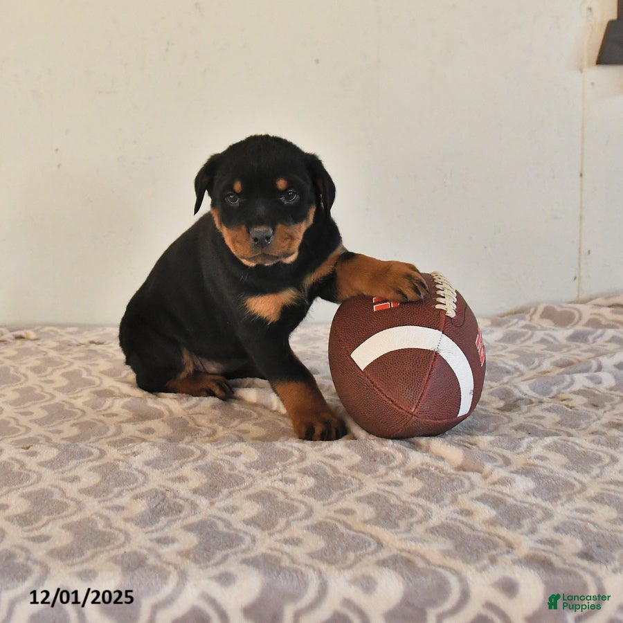Rottweiler dogs Noelle - Ad 31