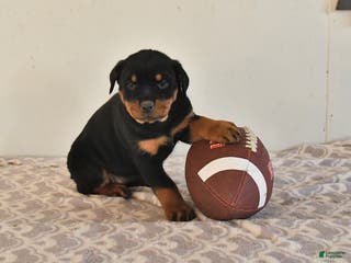Rottweiler dogs Noelle - Ad 19