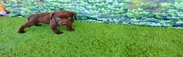 Labrador Retriever dogs for sale: Bear - Ad 4