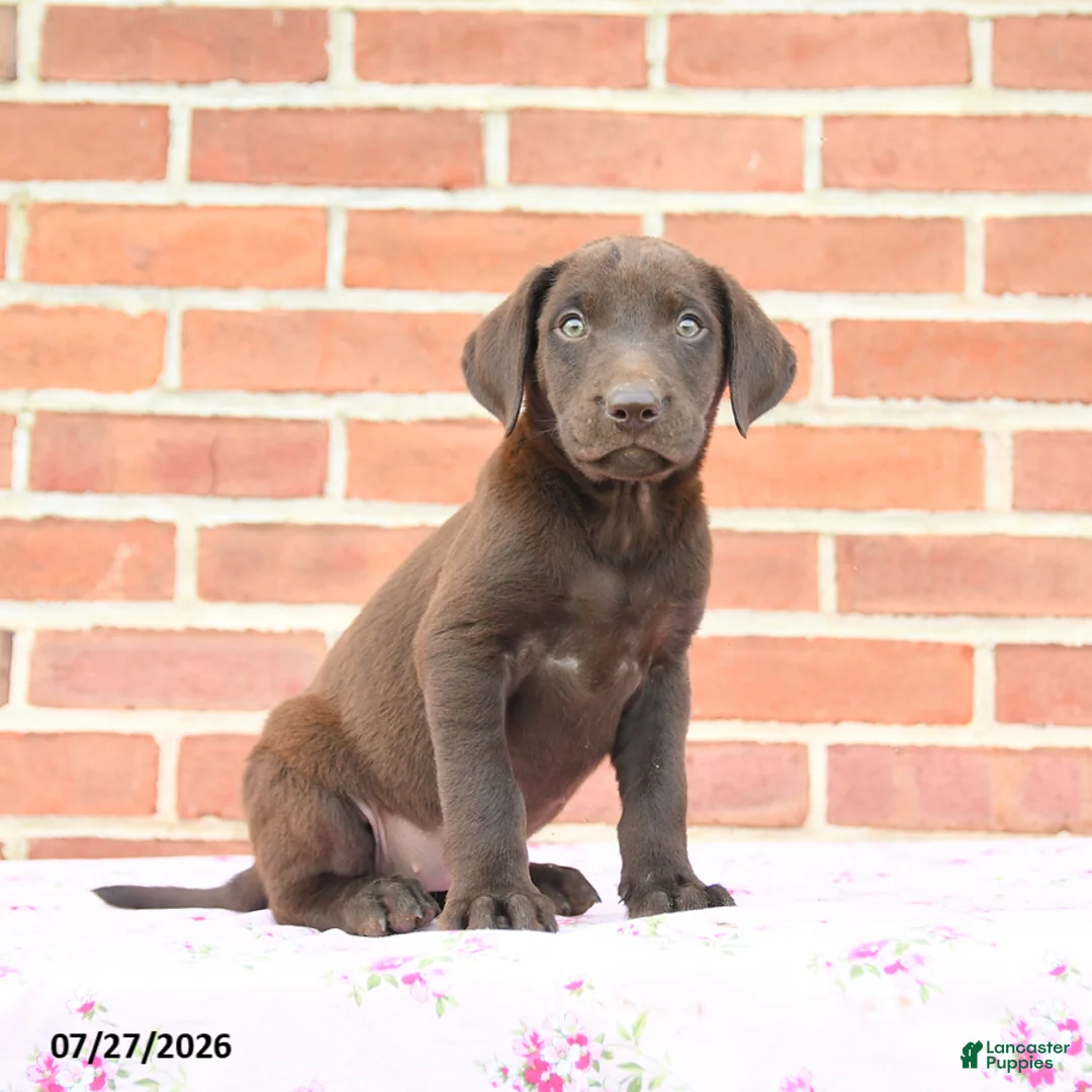 Labrador Retriever dogs for sale: Paisley - Ad 2