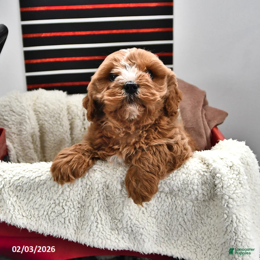 Cavapoo dogs for sale: Skipper - Ad 3