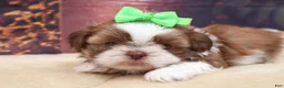 Shih Tzu dogs for sale: Tucker - Ad 1
