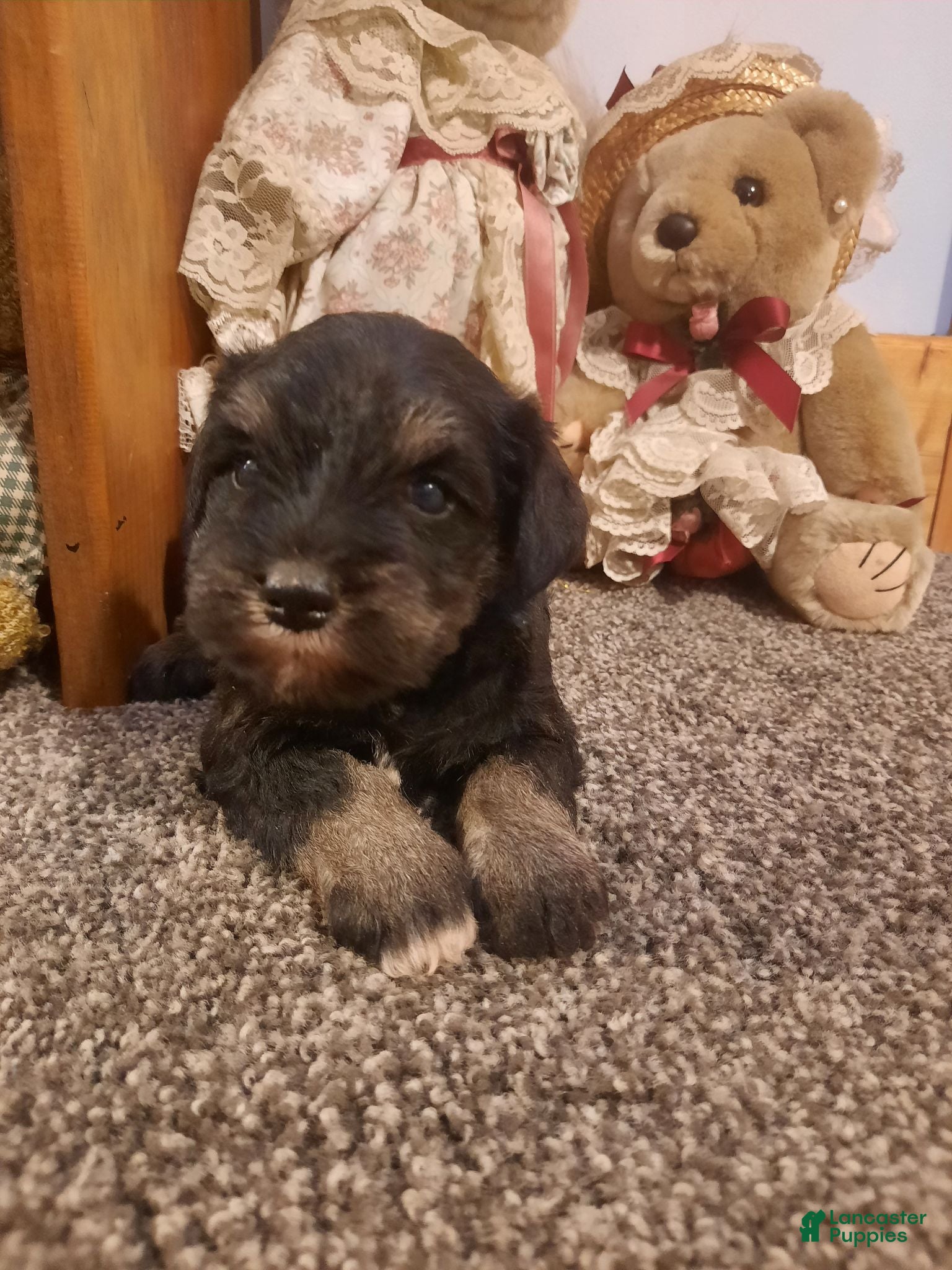 Miniature Schnauzer dogs AKC Cutie Pie - Ad 1