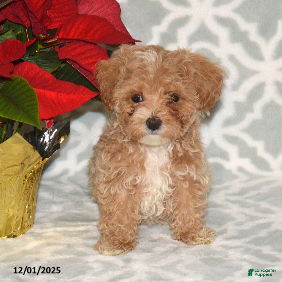 Maltipoo dogs Noel - Ad 39