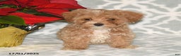 Maltipoo dogs for sale: Noel - Ad 1