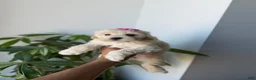 Maltipoo dogs for sale: Bubbles - Ad 4