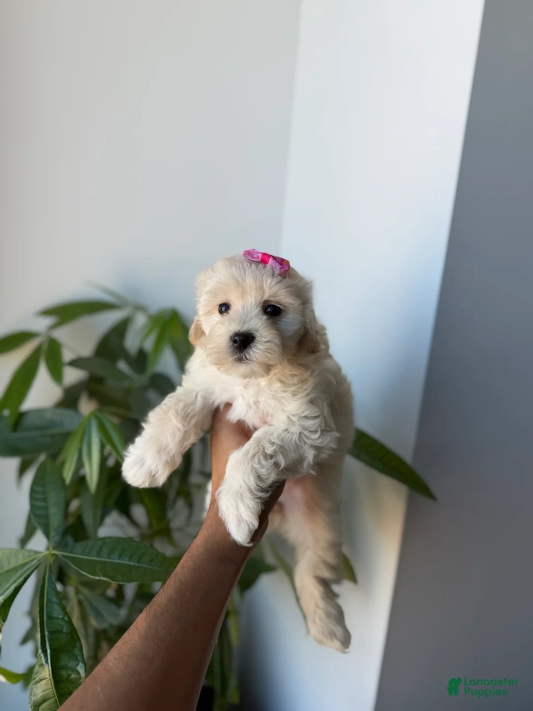 Maltipoo dogs for sale: Bubbles - Ad 4
