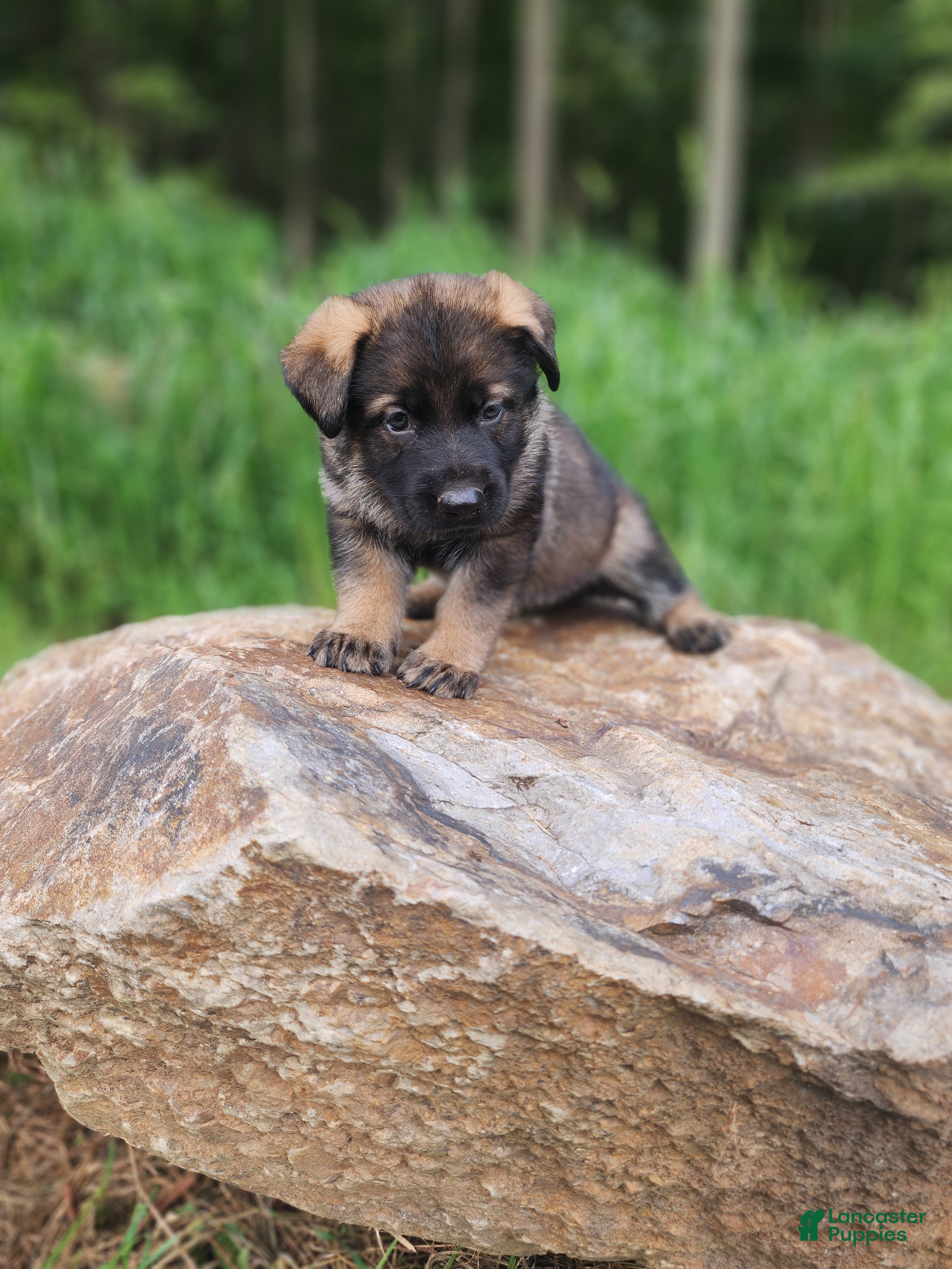 German Shepherd dogs Taska - Ad 2