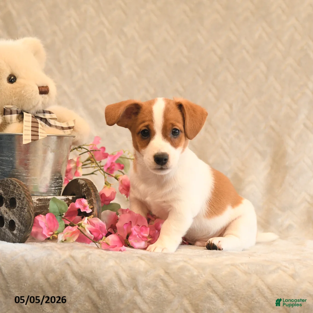 Jack Russell Terrier dogs for sale: Ranger - Ad 1