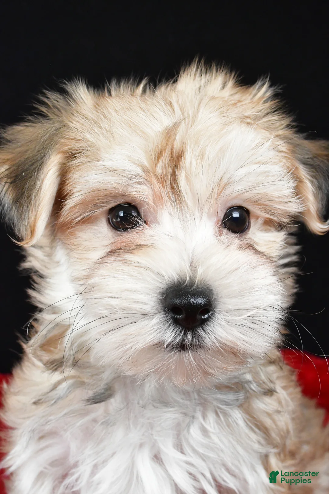Morkie dogs for sale: Chuckie - Ad 1