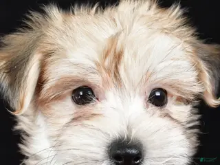 Morkie dogs for sale: Chuckie - Ad 1