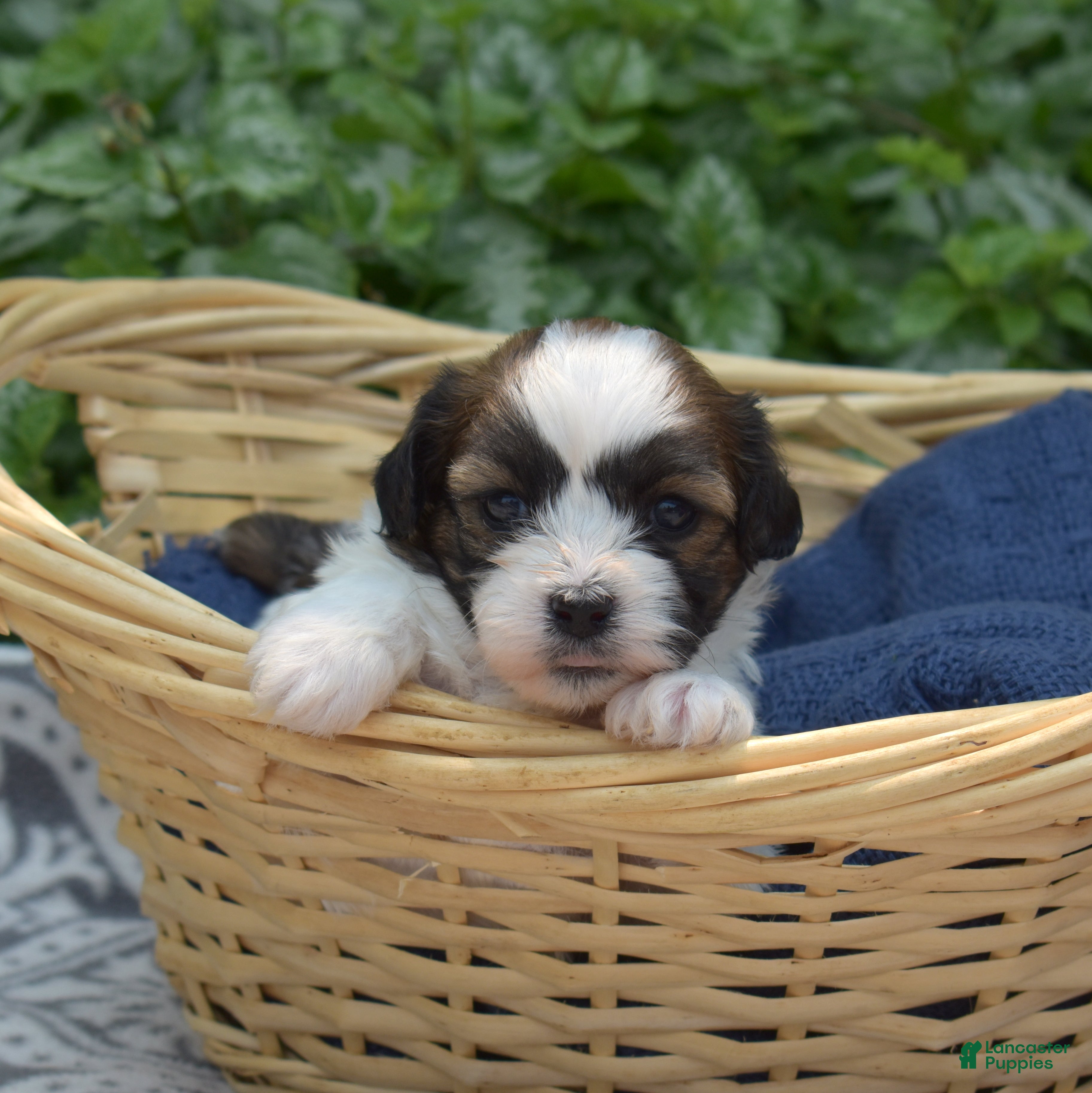 Teddy Bear dogs Cookie - Ad 2