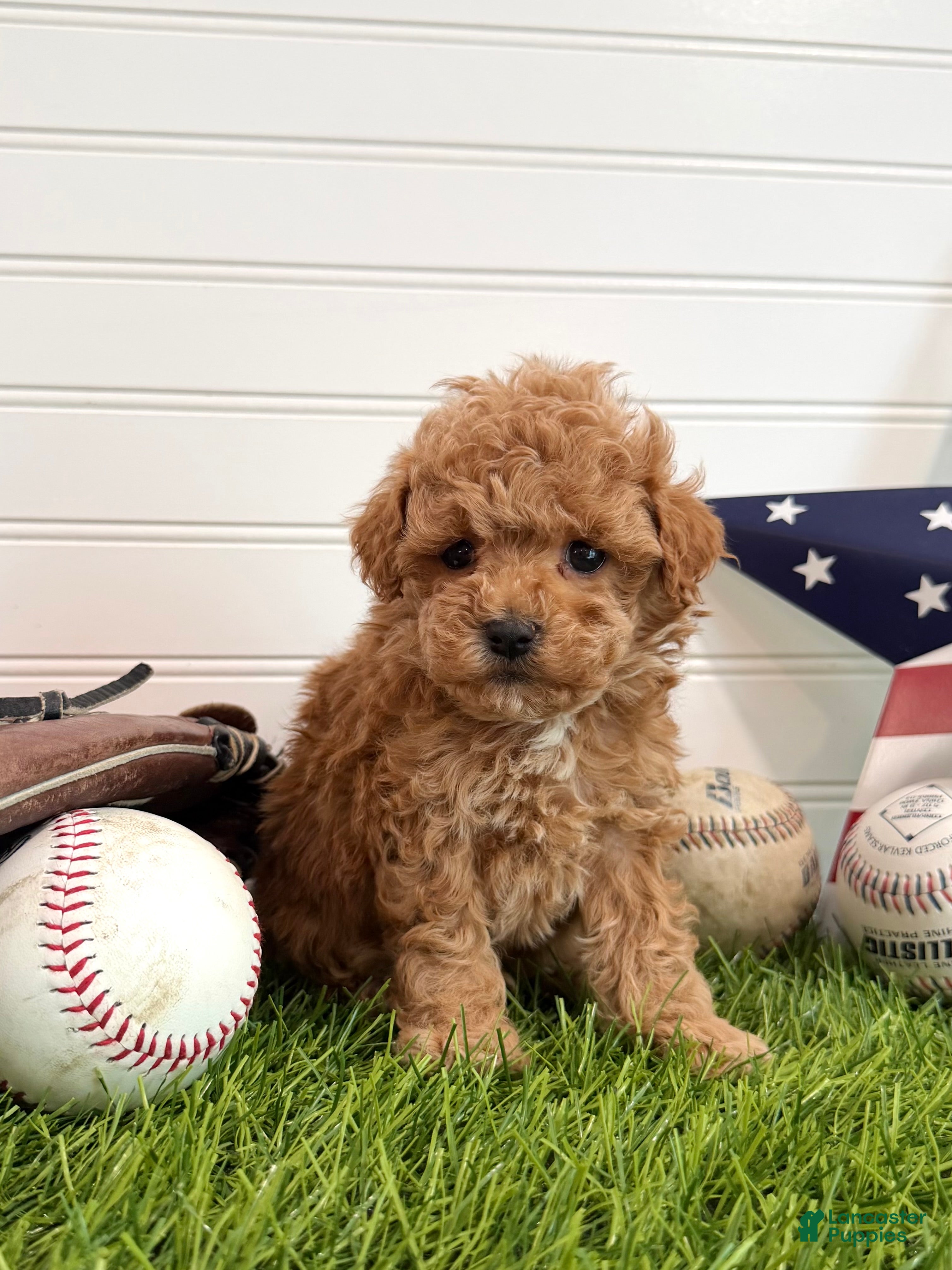 Cavapoo dogs Bunt - Ad 2