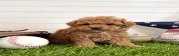 Cavapoo dogs for sale: Bunt - Ad 2
